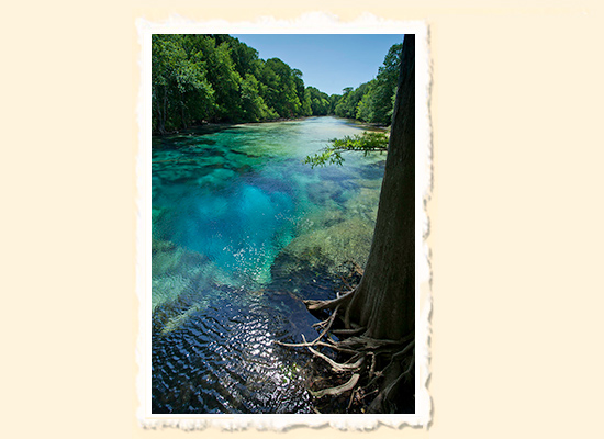 Blue Planet  Cypress Springs