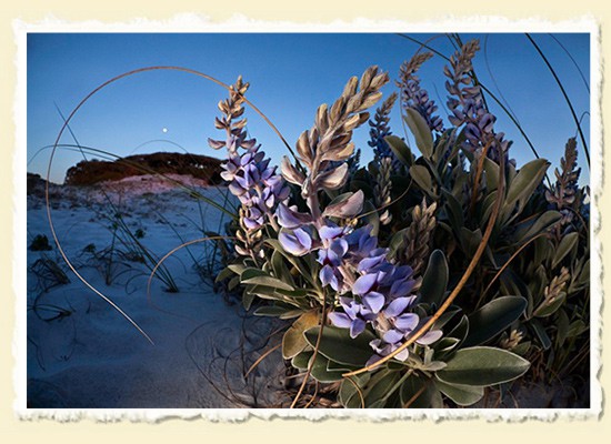 Lunar Lupines  Grayton Beach