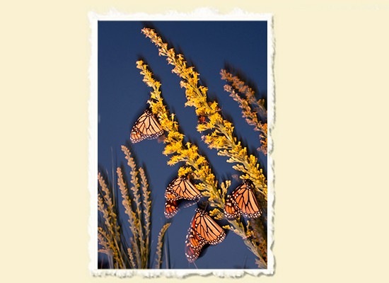 Monarch Migration  St. Marks National Wildlife Refuge